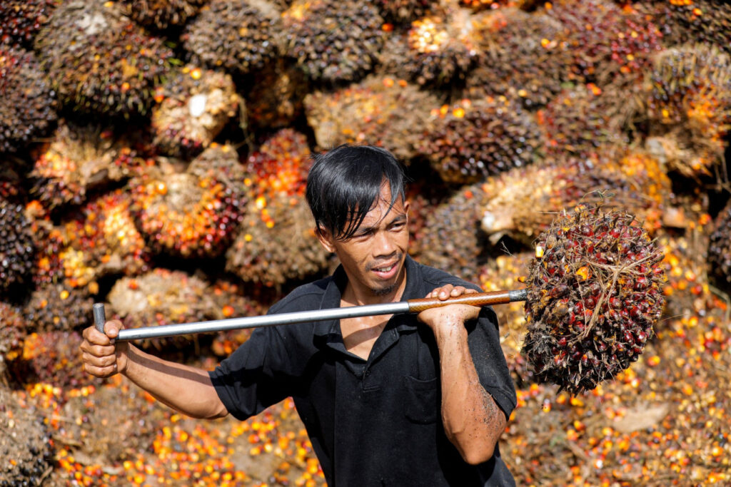 hasil deforestasi