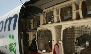 Read more about the article Tentang Live Animal Cargo