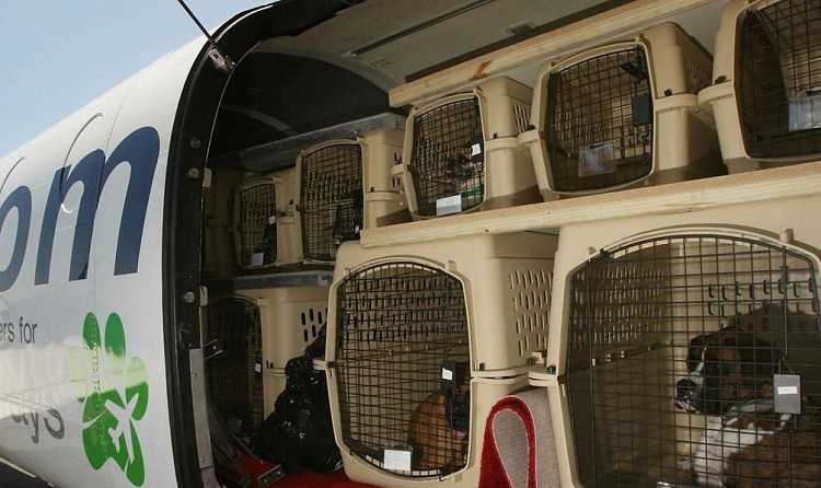 You are currently viewing Tentang Live Animal Cargo